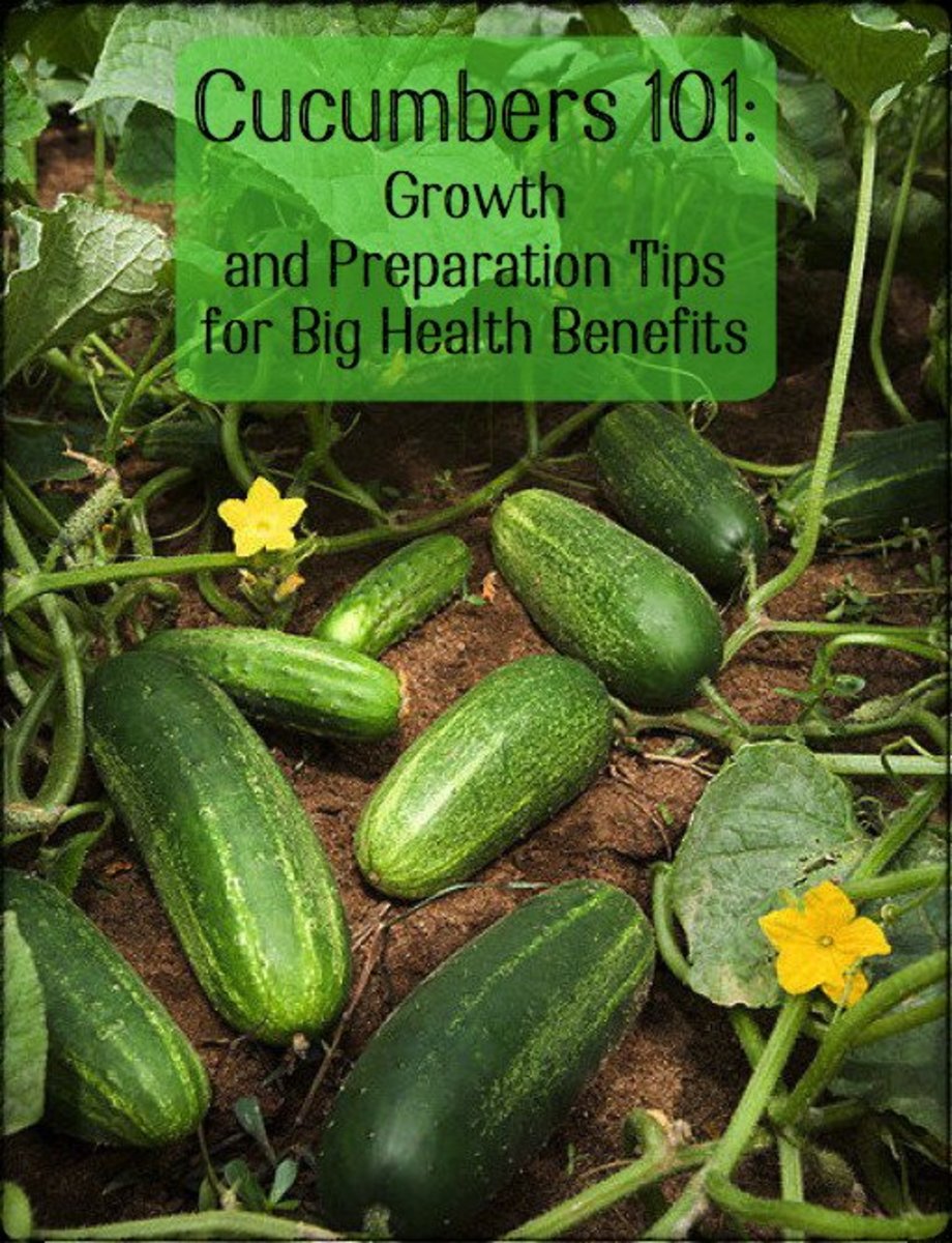Cucumbers Their Medicinal Benefits and How to Grow and Process Them