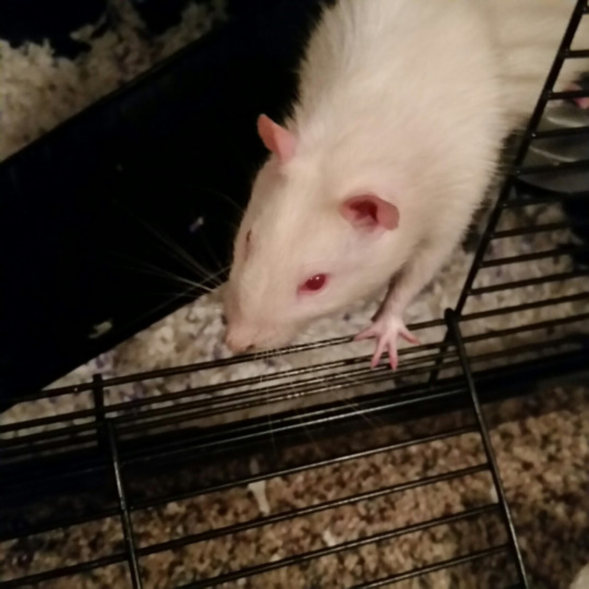 Rat Care for Beginners Feeding and Housing PetHelpful