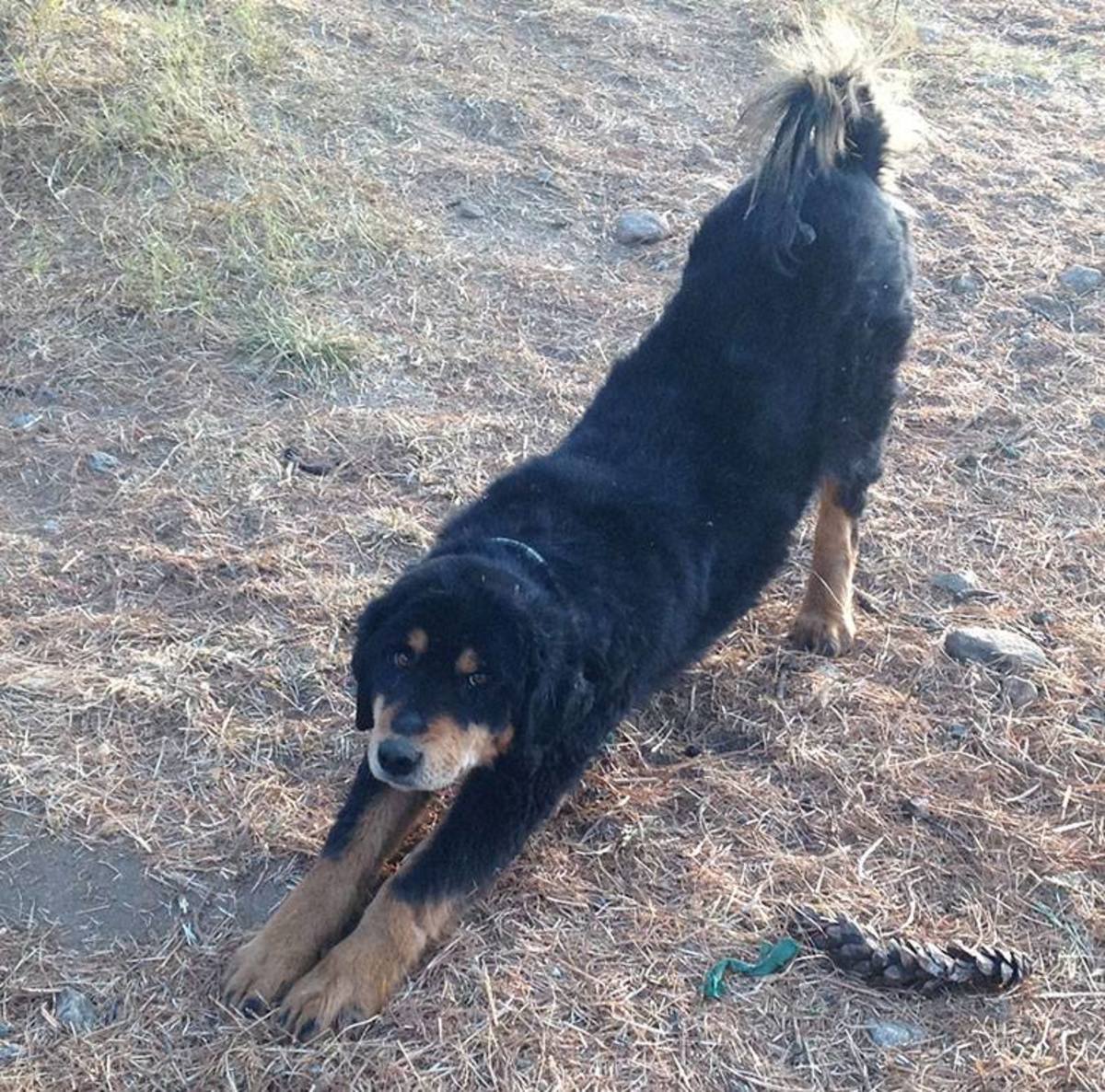 Essential Care For Dog With Upset Stomach Or Diarrhea HubPages