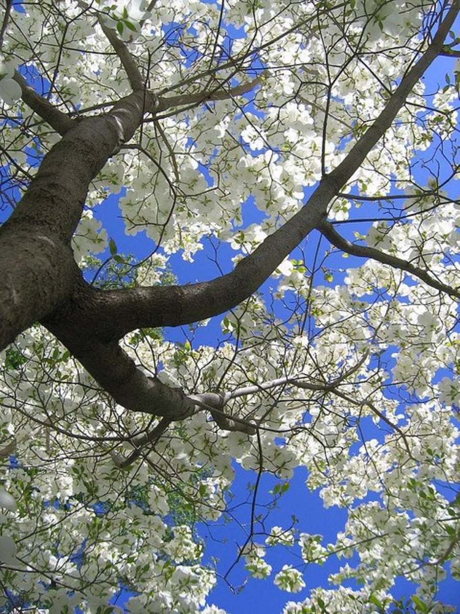 Ohio's Dogwood Trees Dengarden