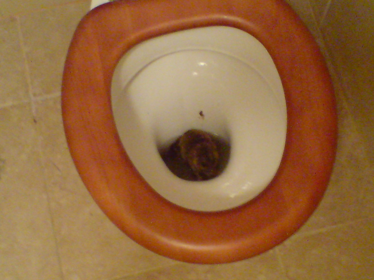 How to Deal With a Rat Swimming up the Toilet Bowl Dengarden