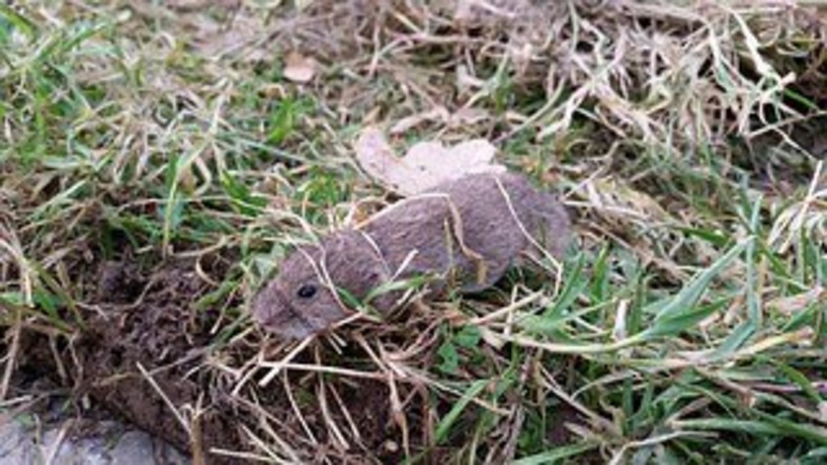 Get rid of moles and voles!! Dengarden