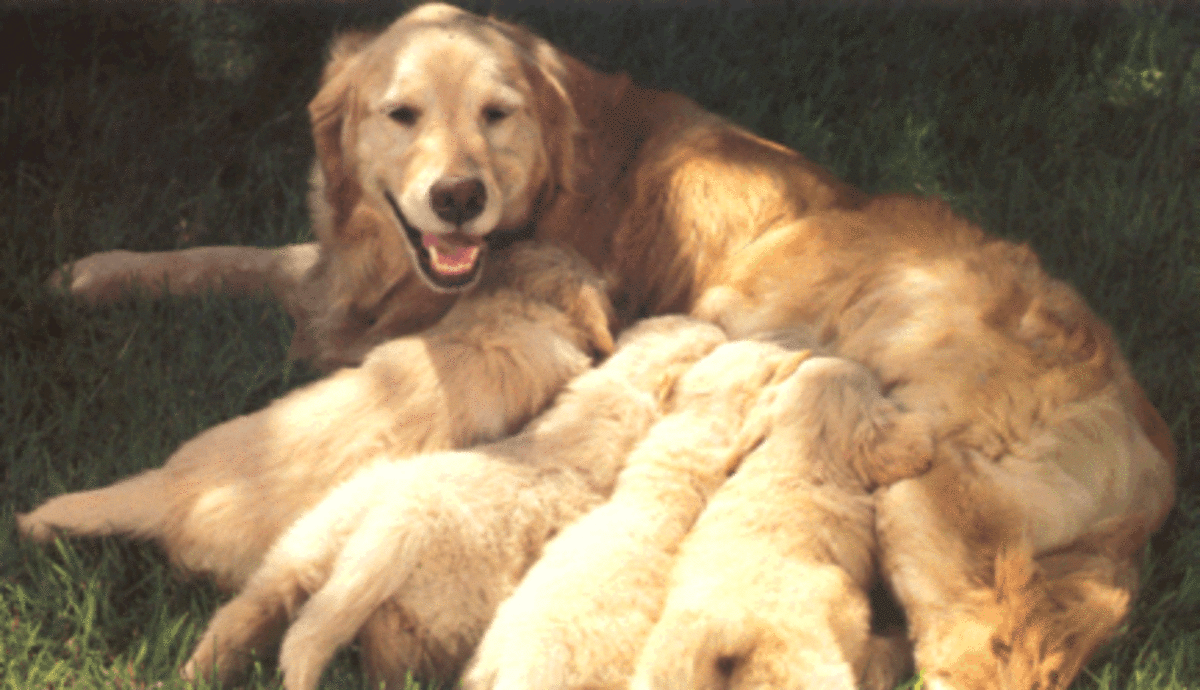 Should Male Dogs Be Neutered? To Neuter or Not to Neuter? PetHelpful