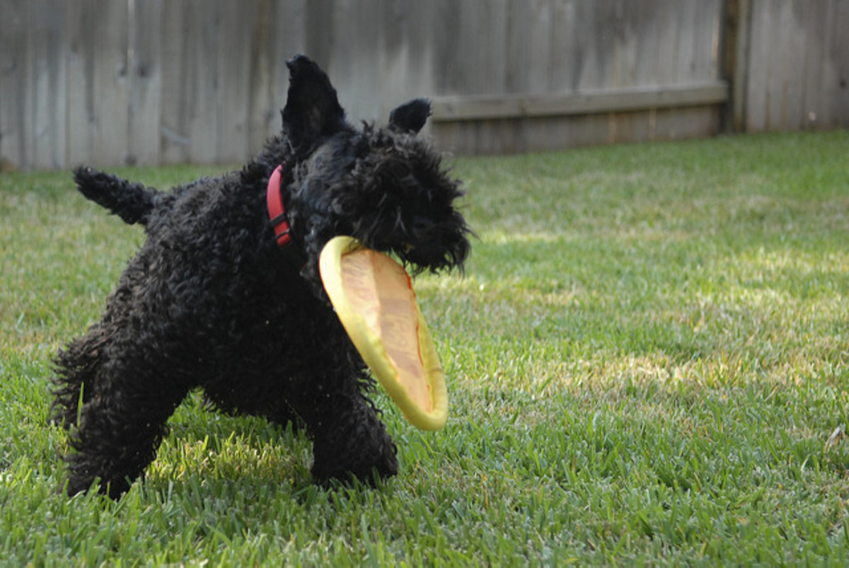 Best 7 MediumSized Guard Dogs for Single Moms PetHelpful