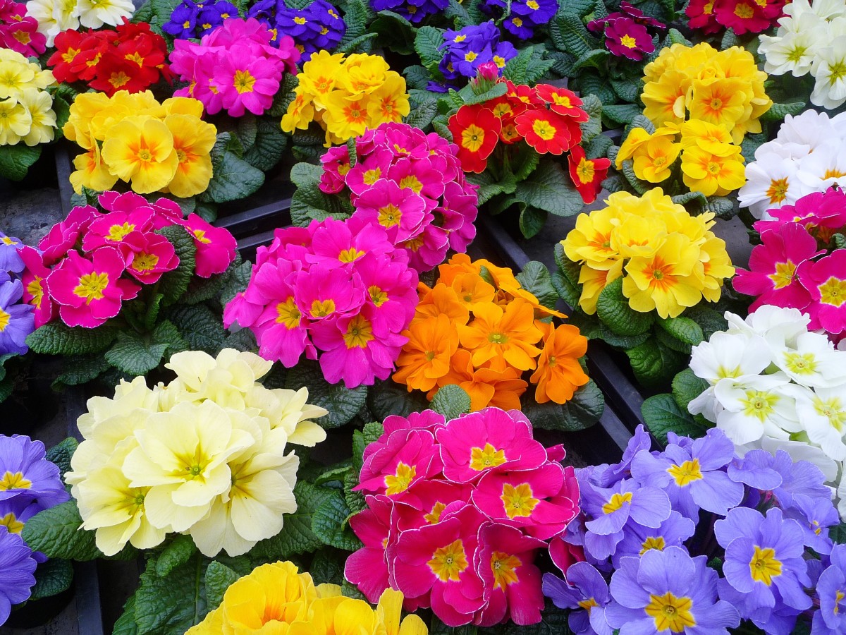 Primulas and Primroses Beautiful Spring Flowers Dengarden