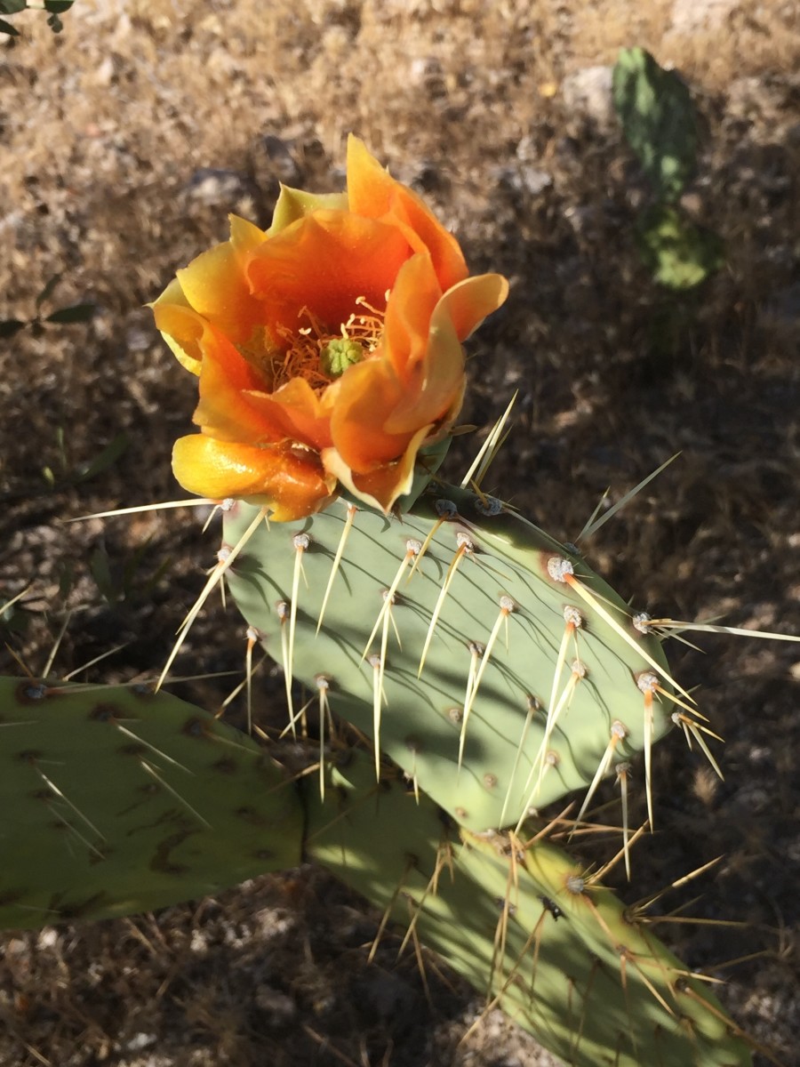 Spring in the Arizona Desert Cacti in Bloom Owlcation