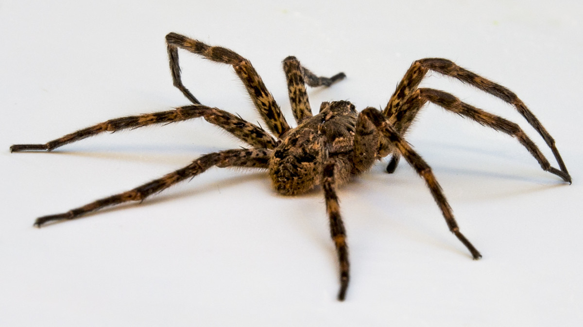 Identification and Treatment of a Wolf Spider Bite HealDove