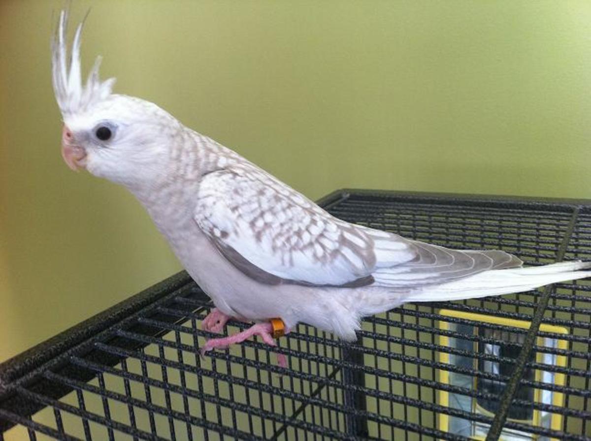 How to Understand a Cockatiel by His Crest PetHelpful