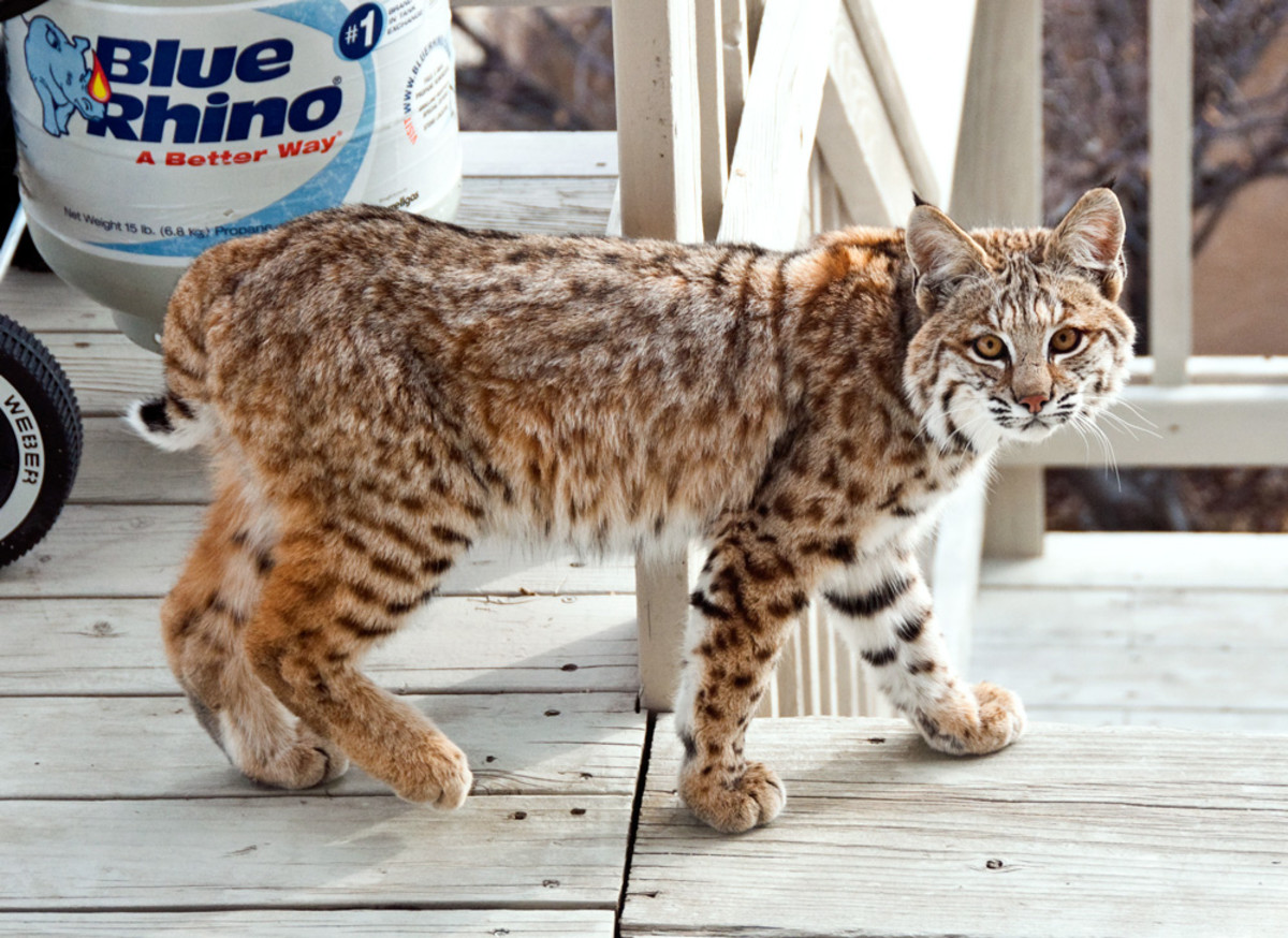 This Exotic Pet Is Legal in Your State PetHelpful