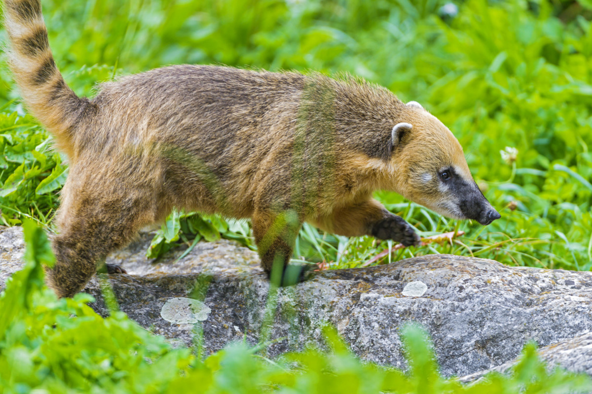 This Exotic Pet Is Legal in Your State PetHelpful