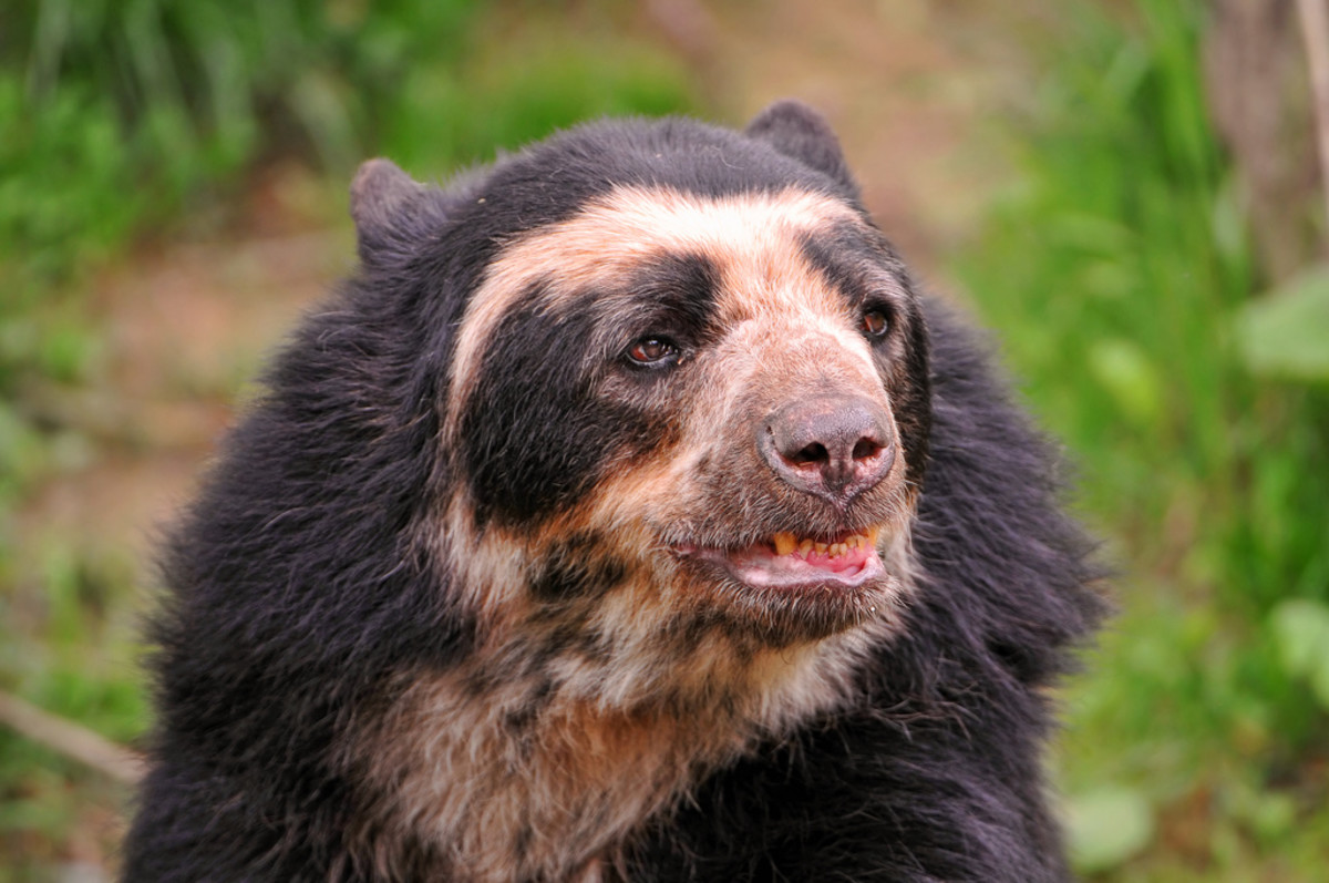 This Exotic Pet Is Legal in Your State PetHelpful