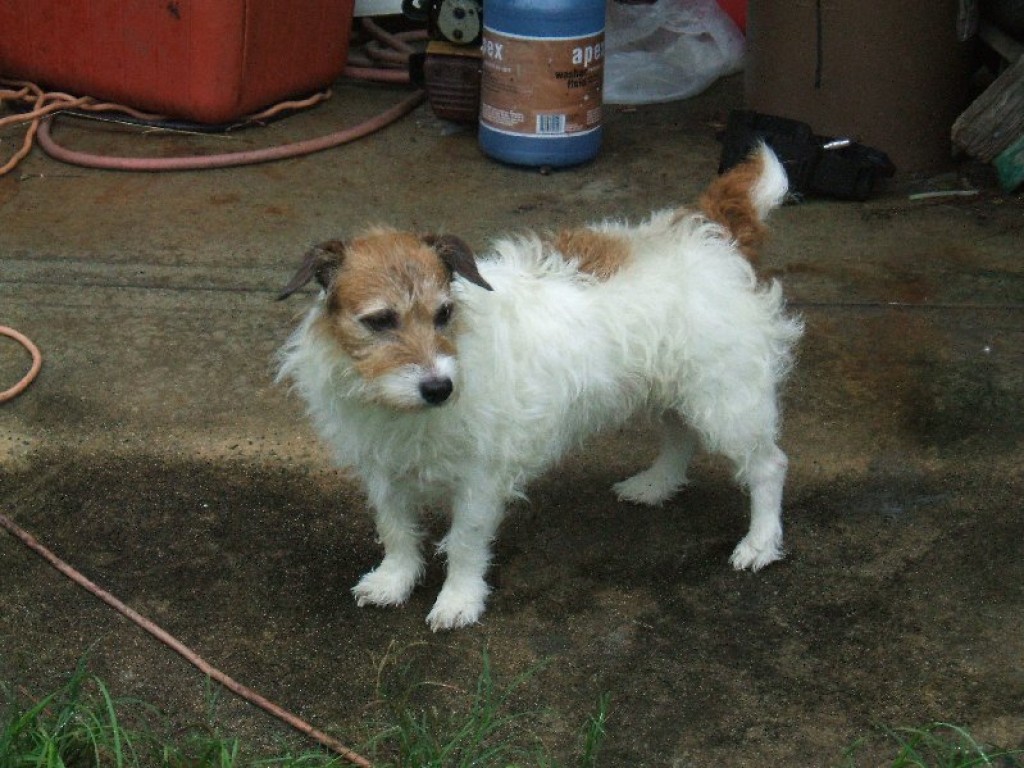 Snake Dogs Best Breeds of Dogs That Kill Snakes PetHelpful