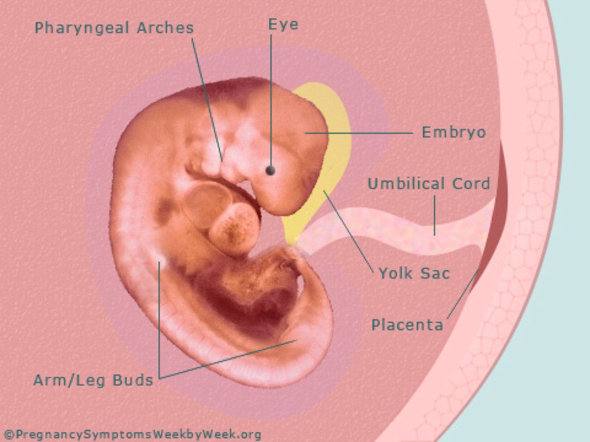 An Adventure Called Pregnancy (Part 1) A Look Into the First