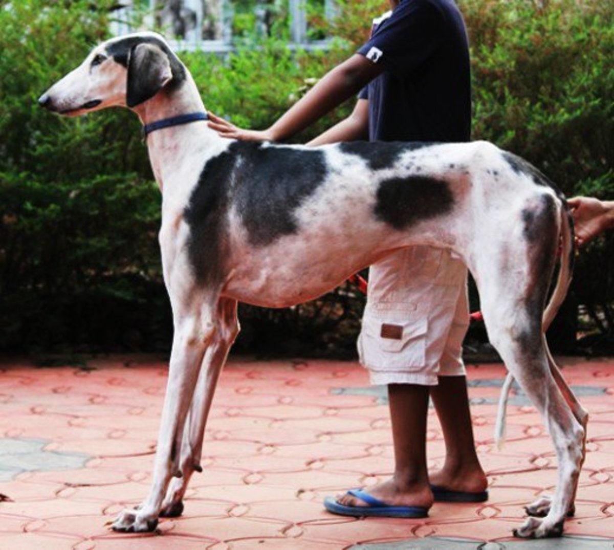 Top Ten Unrecognized Tallest Dogs HubPages