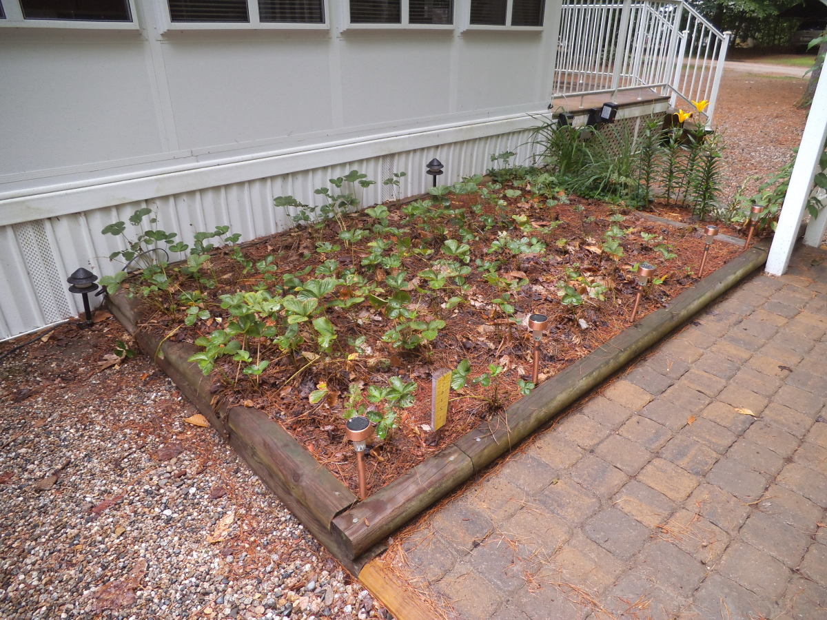 Growing Strawberries in a Raised Bed