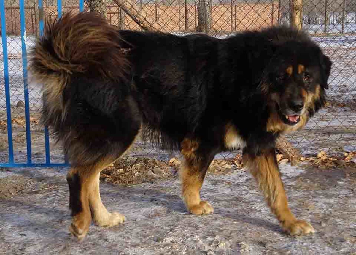10 Dogs Developed from Tibetan Mastiff HubPages