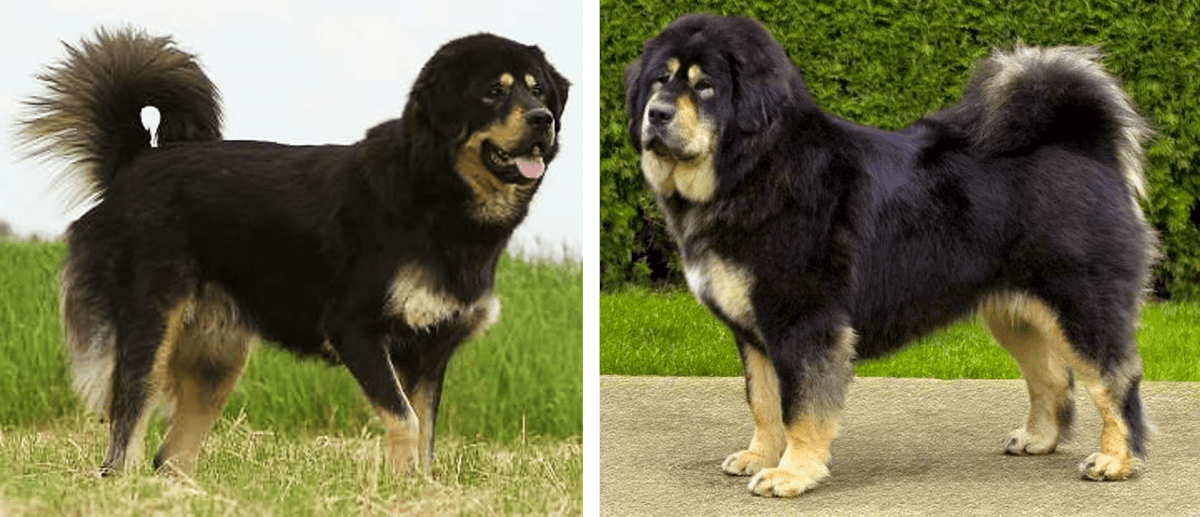 10 Dogs Developed from Tibetan Mastiff HubPages