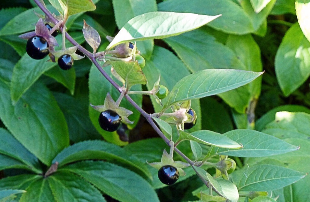 Belladonna or Deadly Nightshade Dangers and Atropine Facts Owlcation