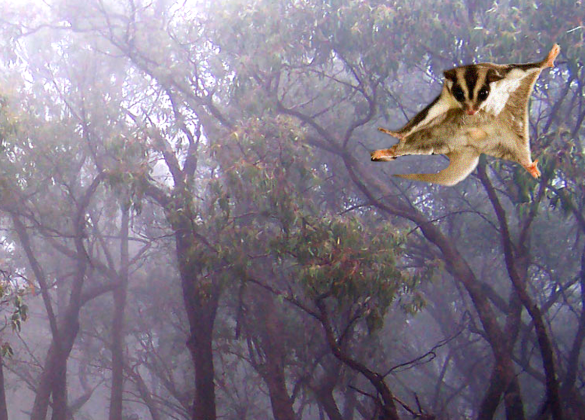 10 Fantastic Animals That Fly Without Wings Owlcation