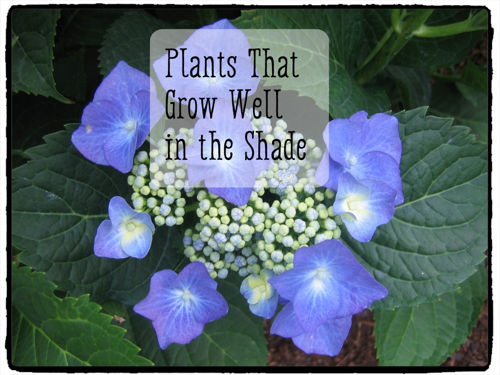Plants That Will Grow in the Shade Dengarden