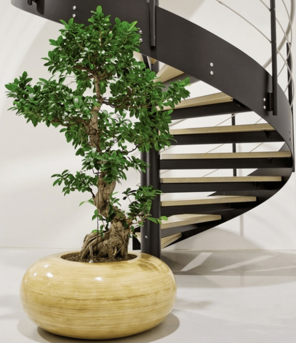 10 Ways to Make Your Home Inviting with Tall Indoor Plants HubPages