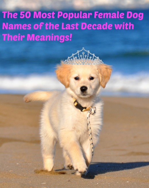 50 Most Popular Names for Female Dogs This Decade PetHelpful