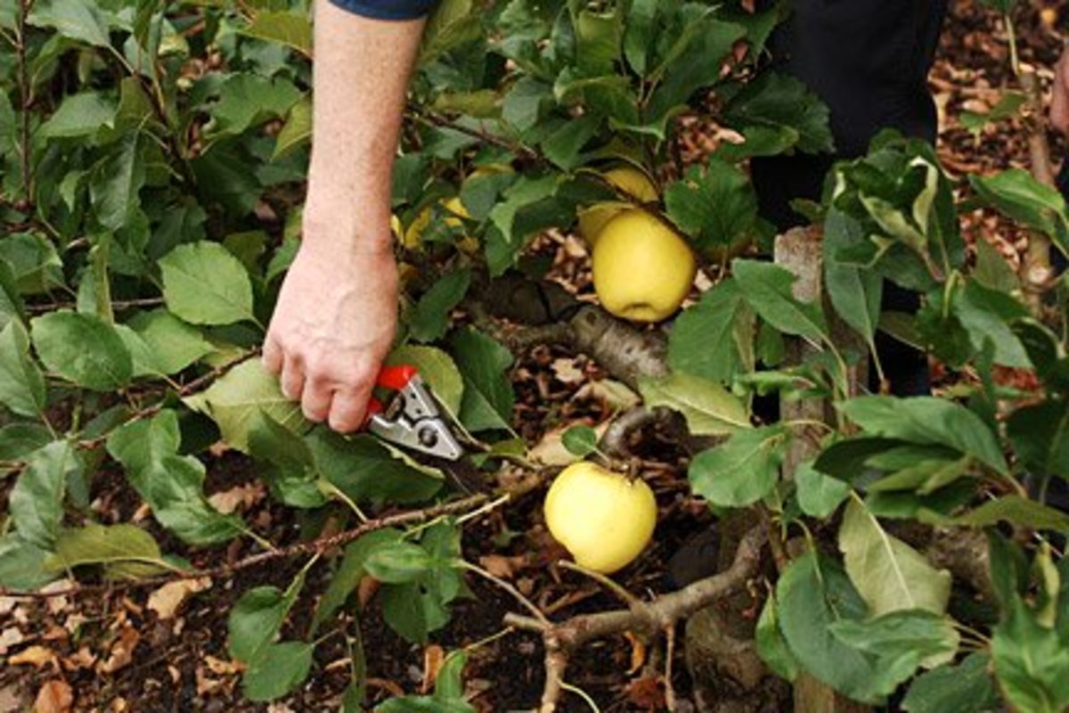 Pruning Ohio’s Fruit Trees Dengarden