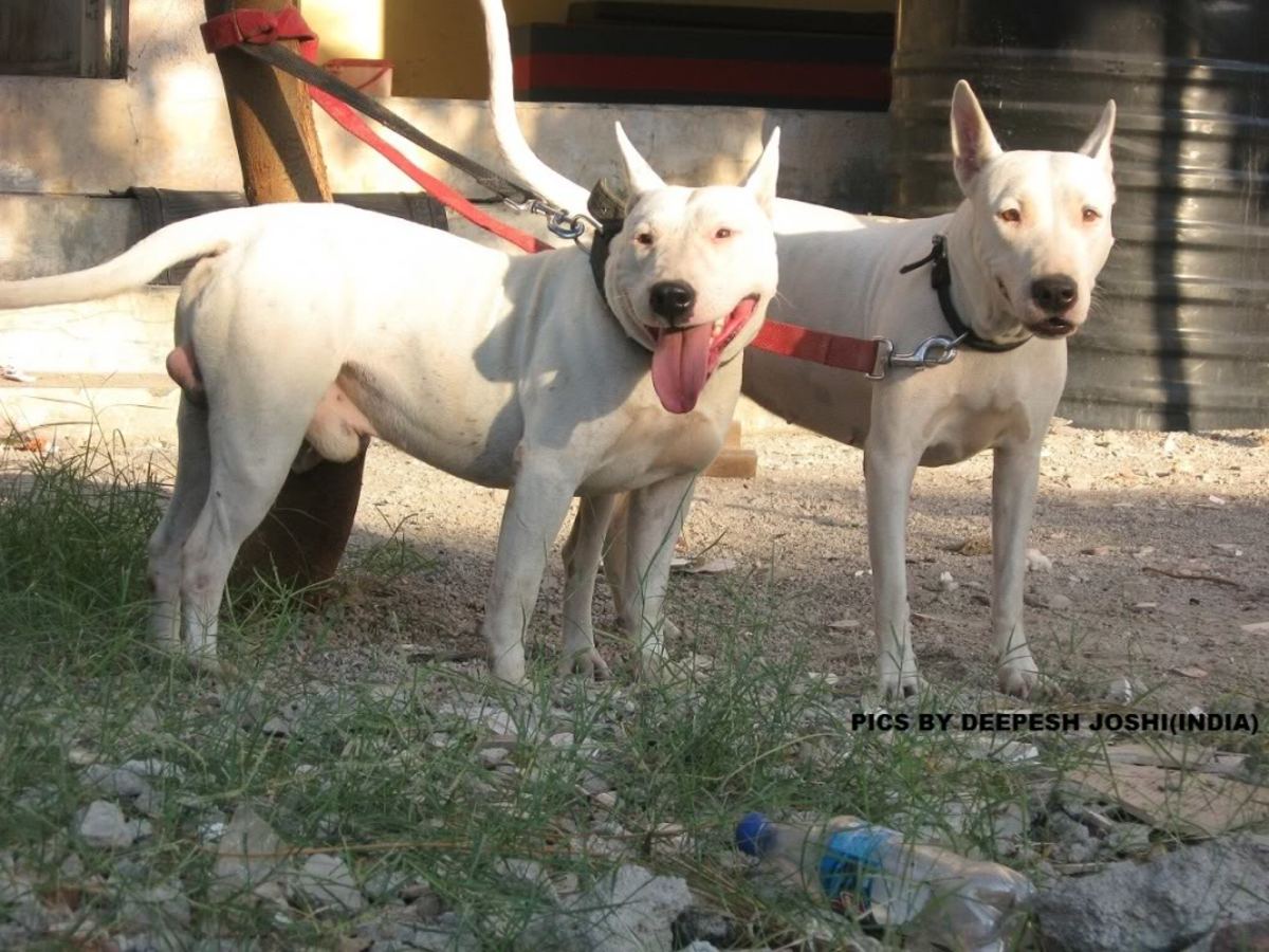 Top 10 Fighting Dogs from Asian Countries HubPages