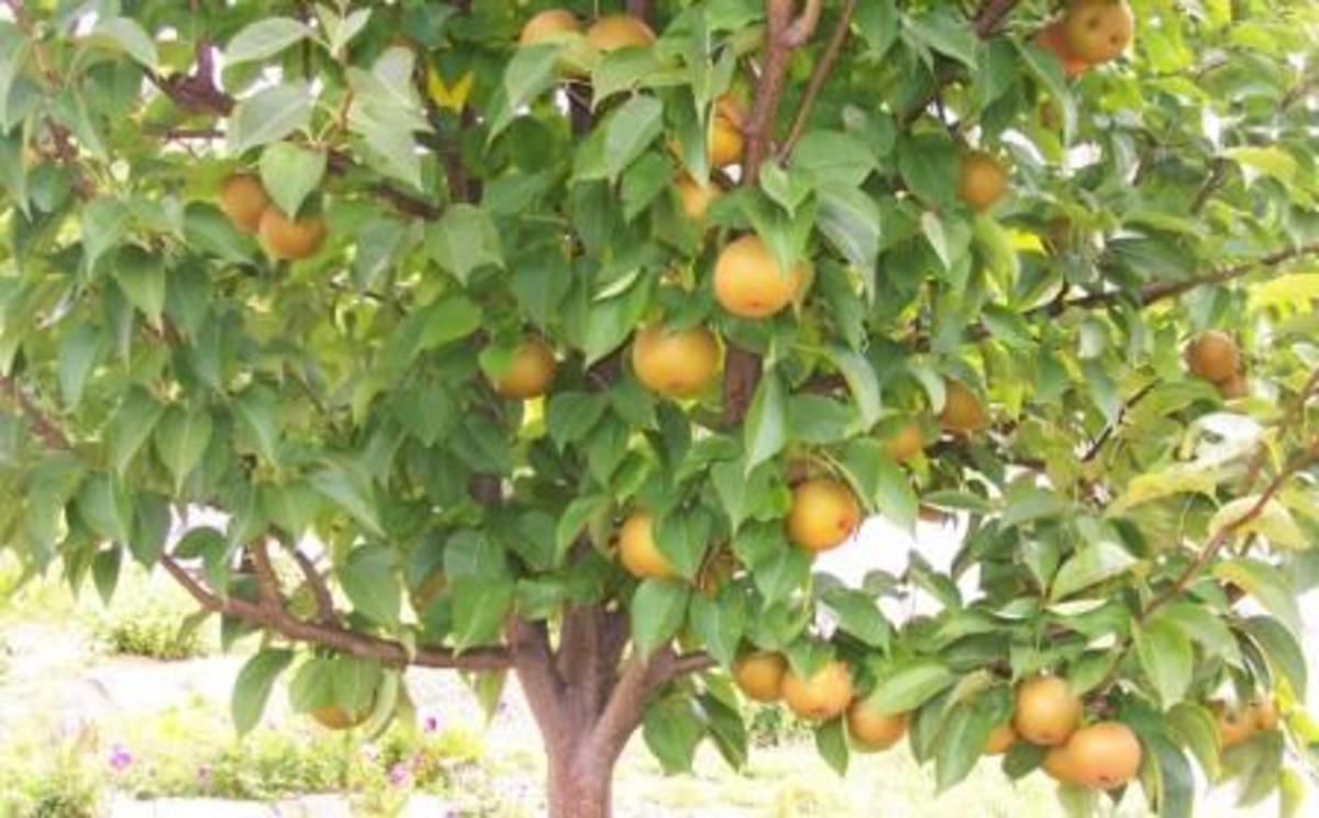 Growing Pears in the Southeast Dengarden
