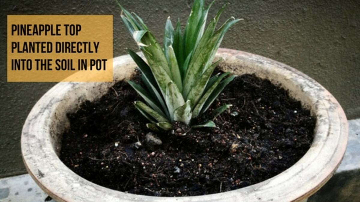 How to Plant & Grow Pineapple Top in 4 Easy Steps (With Photos) Dengarden