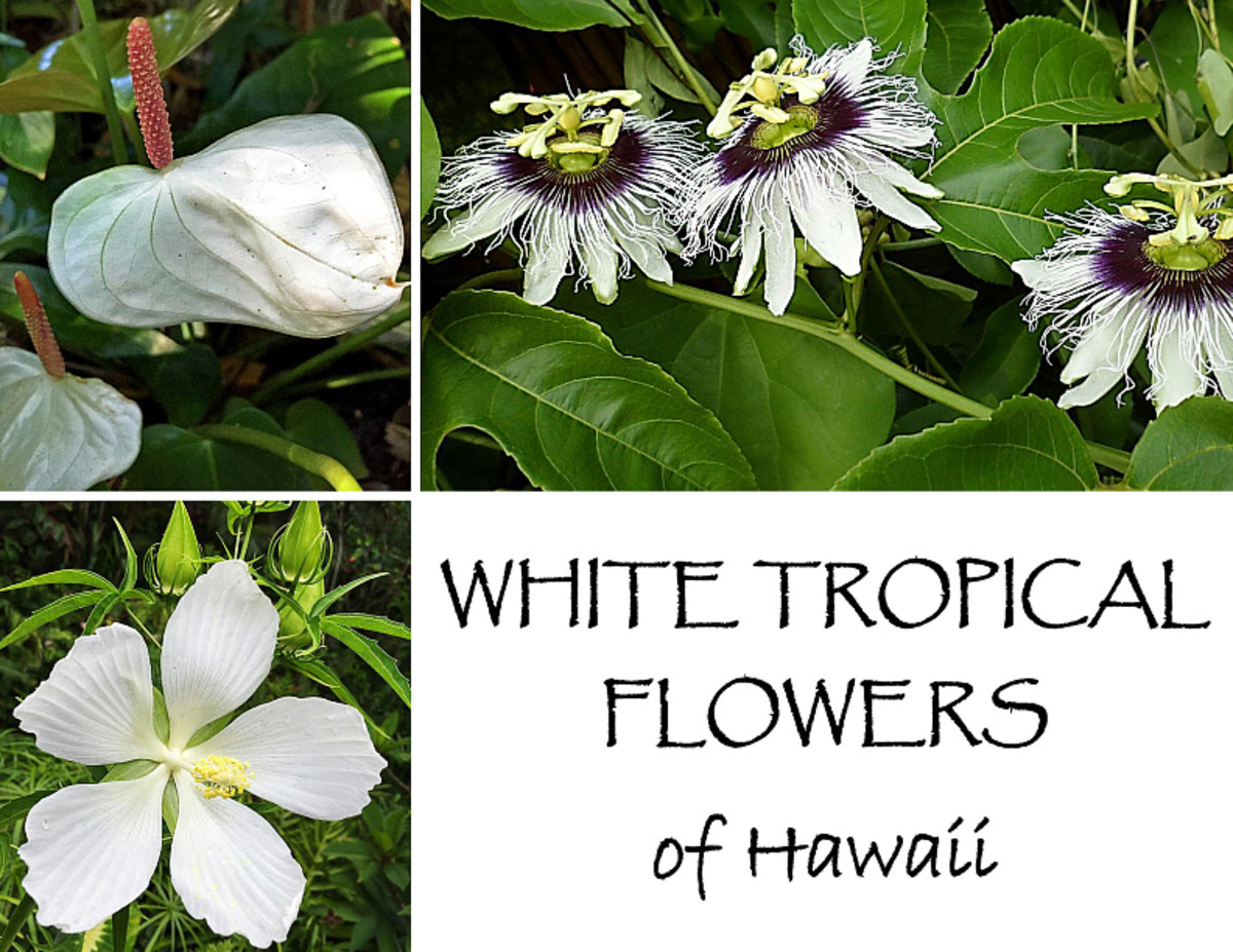 Planting a Garden With White Tropical Flowers Dengarden