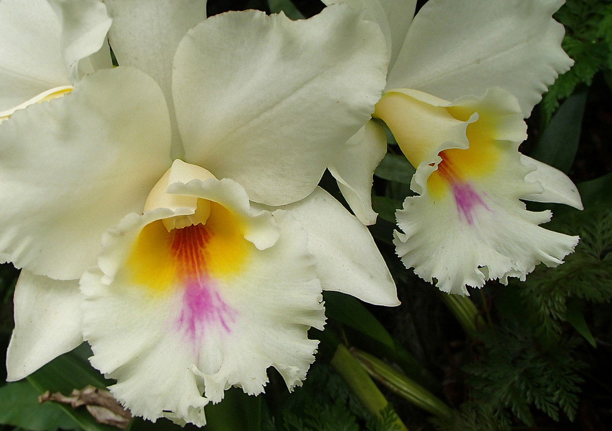 Planting a Garden With White Tropical Flowers Dengarden