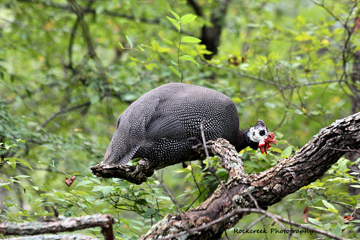 The Guinea Fowl Interesting Facts and Information Owlcation