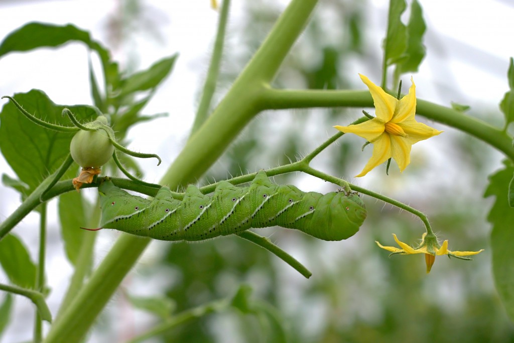 Identifying the Caterpillars Eating Your Tomatoes Dengarden