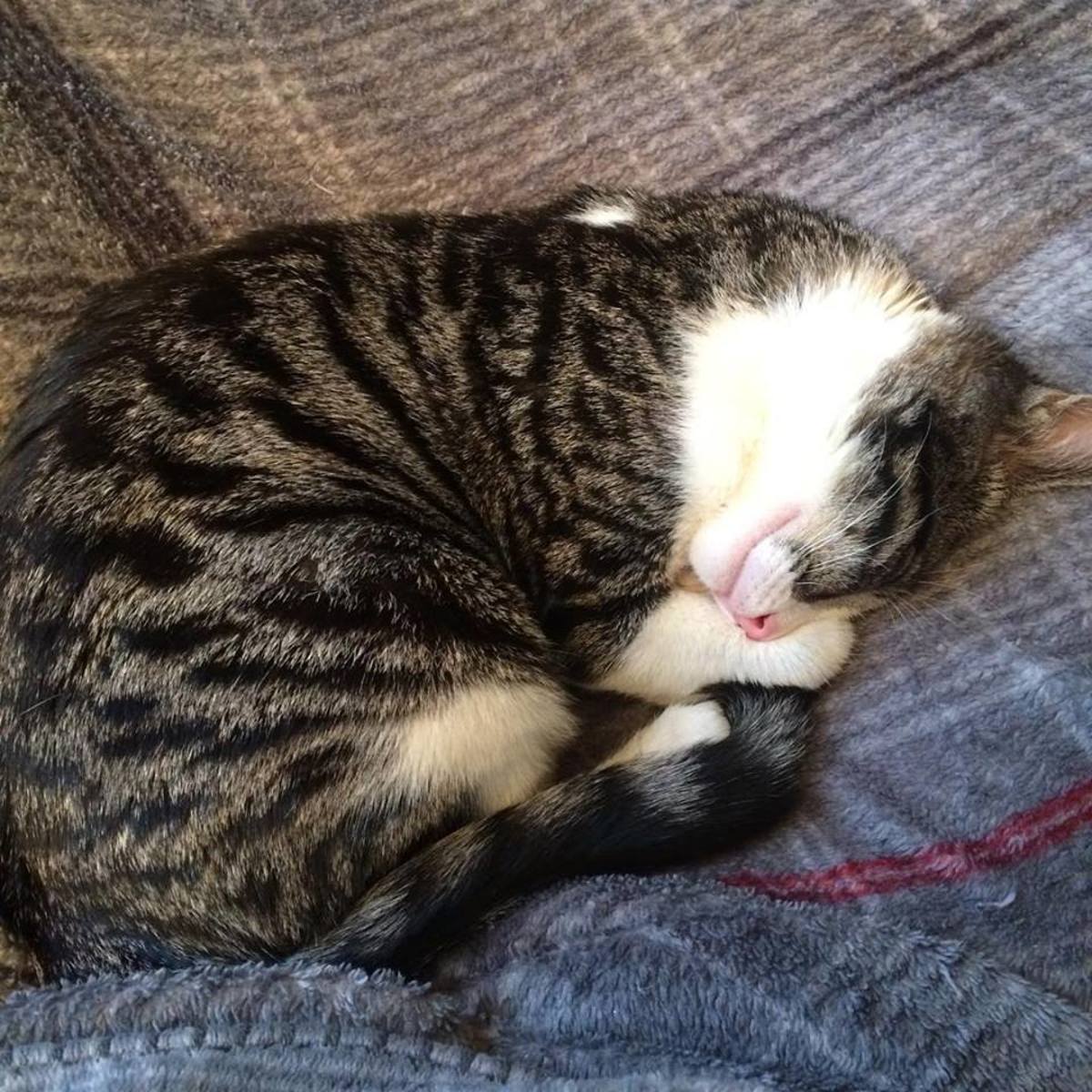 Why Does My Cat Bite Me? PetHelpful