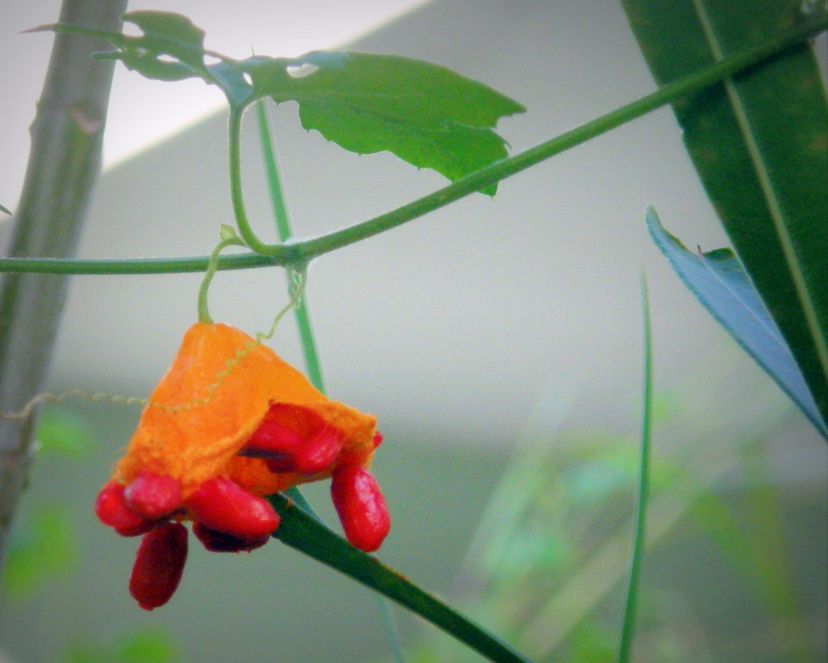 Cerasee The Sweet Truth About This Bitter LittleKnown