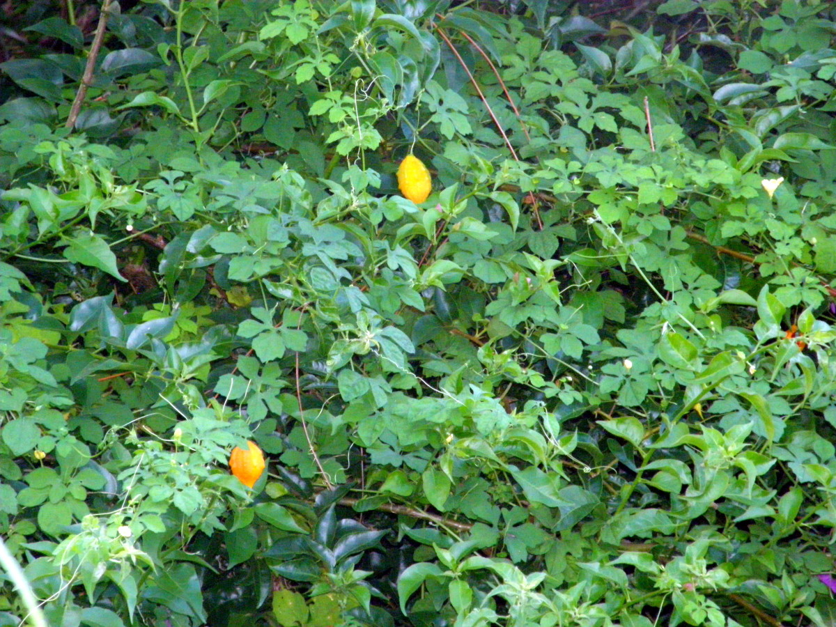 Cerasee The Sweet Truth About This Bitter LittleKnown