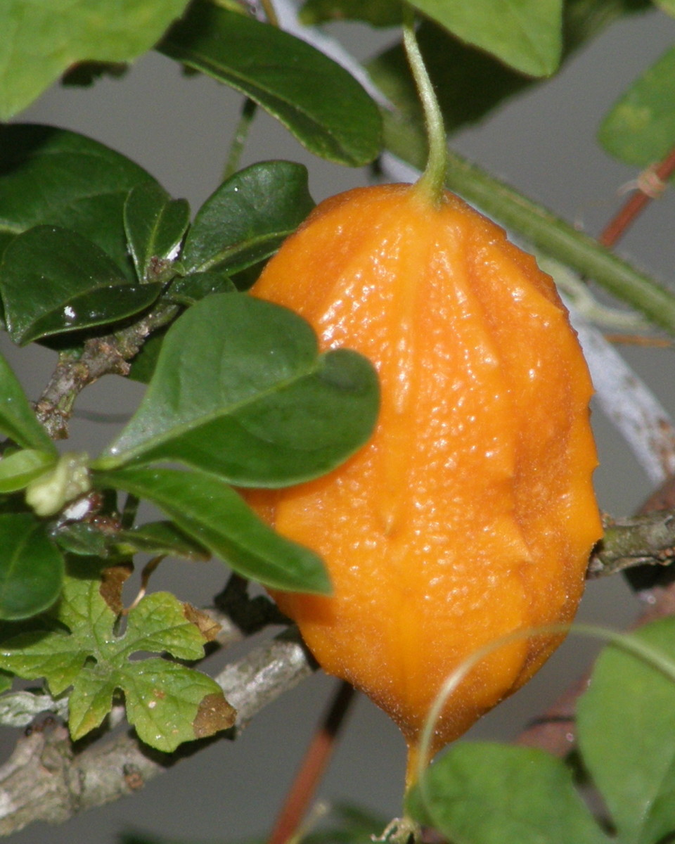 Cerasee The Sweet Truth About This Bitter LittleKnown