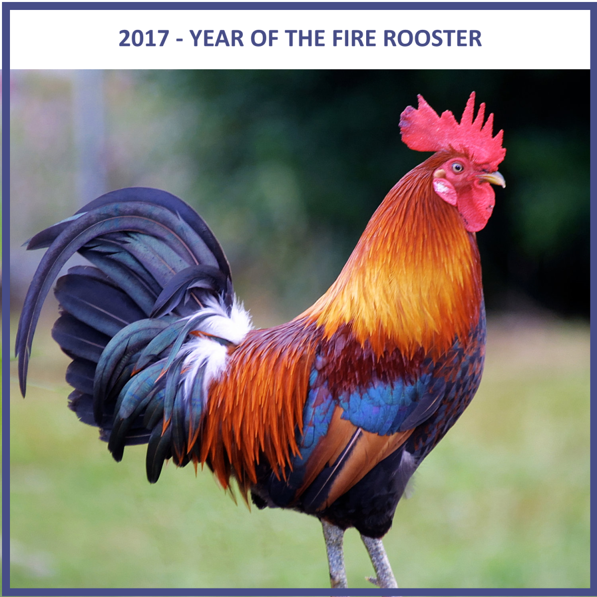 Predictions Year of the Fire Rooster, 2017, the Chinese Zodiac HubPages