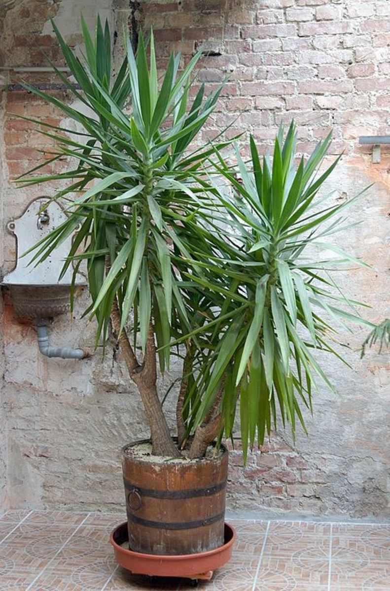 The Best Way to Choose an Indoor Palm Dengarden