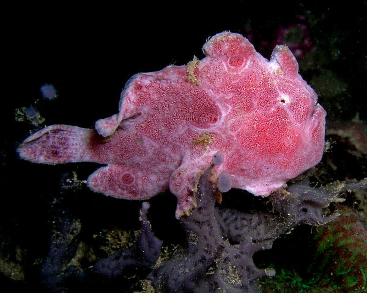 25 Beautiful and Ugly Pink Animals HubPages