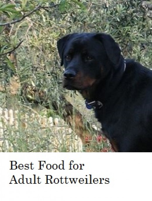 What's the Best Dog Food for Rottweilers? PetHelpful