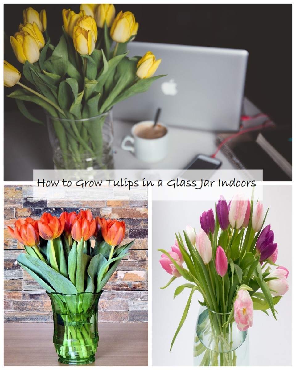 How to Grow Tulips in a Glass Jar Indoors HubPages