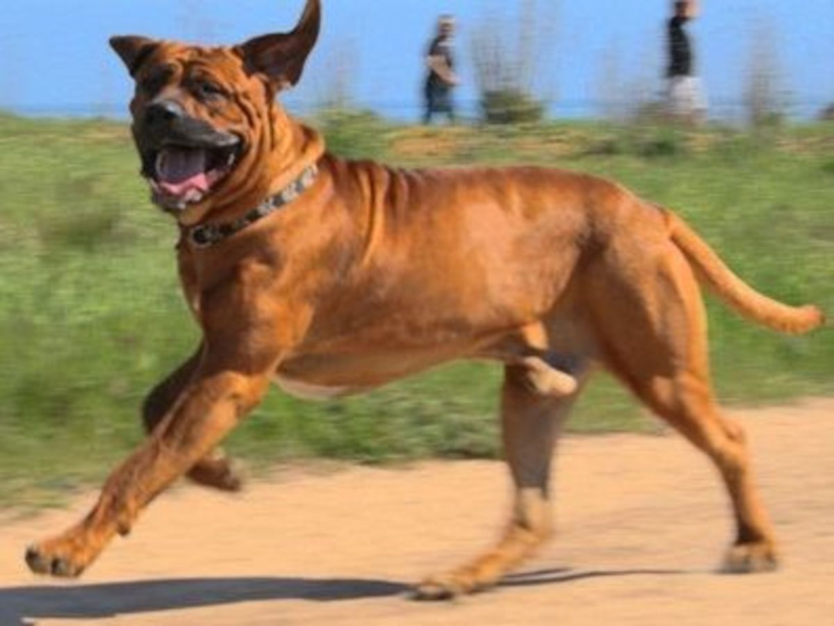 Five Commonly Banned Dog Breeds PetHelpful