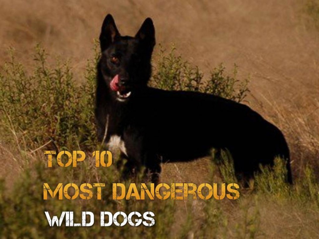 Top 10 Most Dangerous Wild Dogs PetHelpful