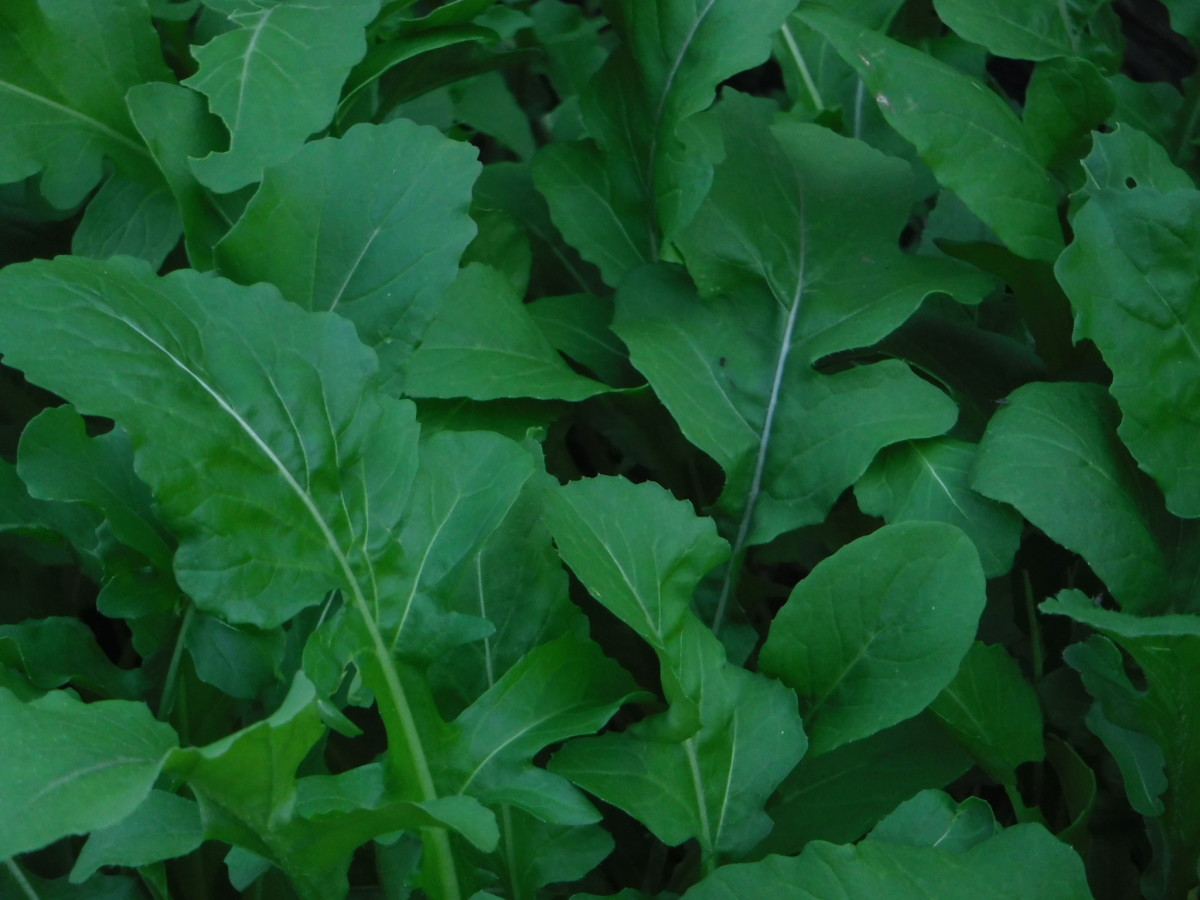 Tips From My Garden How to Grow and Use Arugula Dengarden