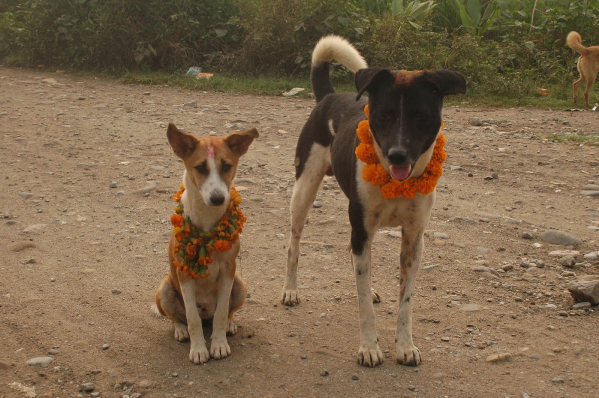 Dog Worship in Nepal HubPages