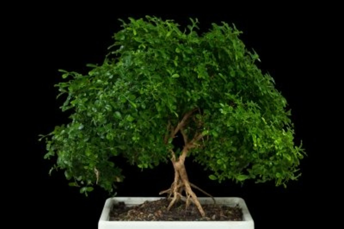 Five Species That Make Great Indoor Bonsai Dengarden