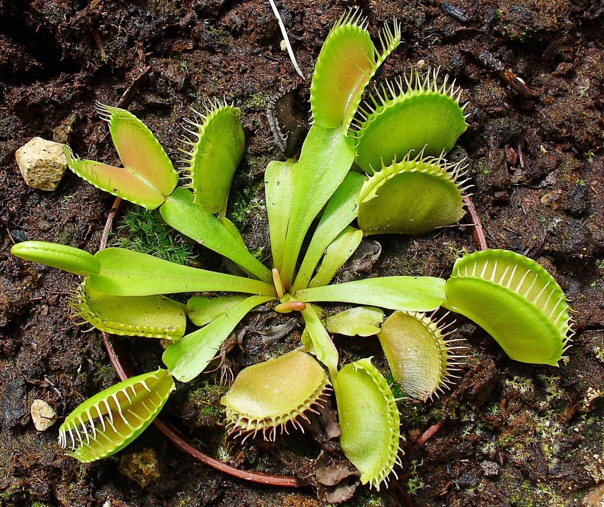 The Fascinating Venus Flytrap A Carnivorous Plant in Trouble Dengarden