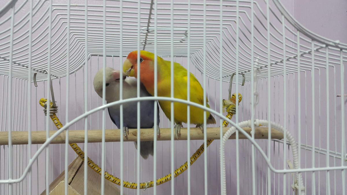 Lovebird Courtship and Mating What We Learned PetHelpful